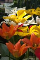 Tulip Fosteriana Emperor Mix